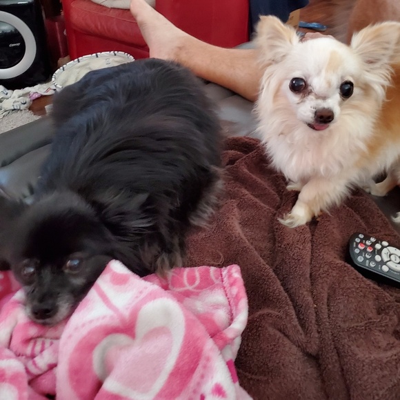 Emma Fox brand purse 🐾🐶 Beautiful must have= CLOSET CLOSING - Picture 8 of 10